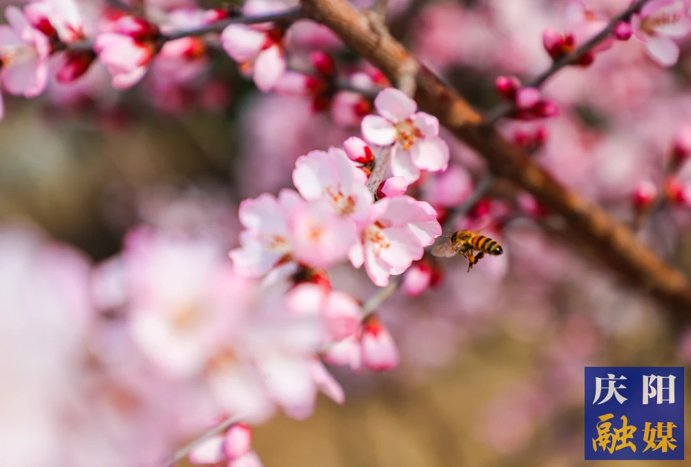 【视觉庆阳】阳春三月，山桃花开