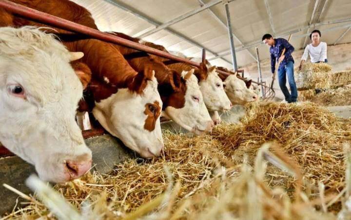 甘肃庆阳：“六项措施”给力肉牛产业集群发展
