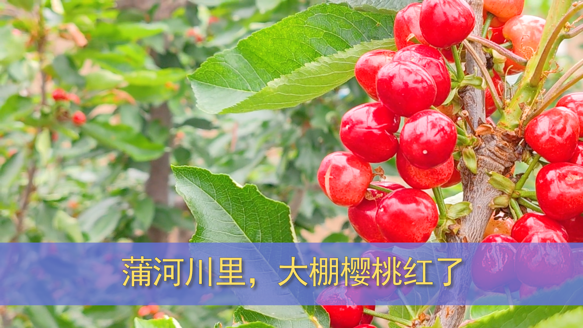 【庆阳视频】蒲河川大棚樱桃抢鲜上市