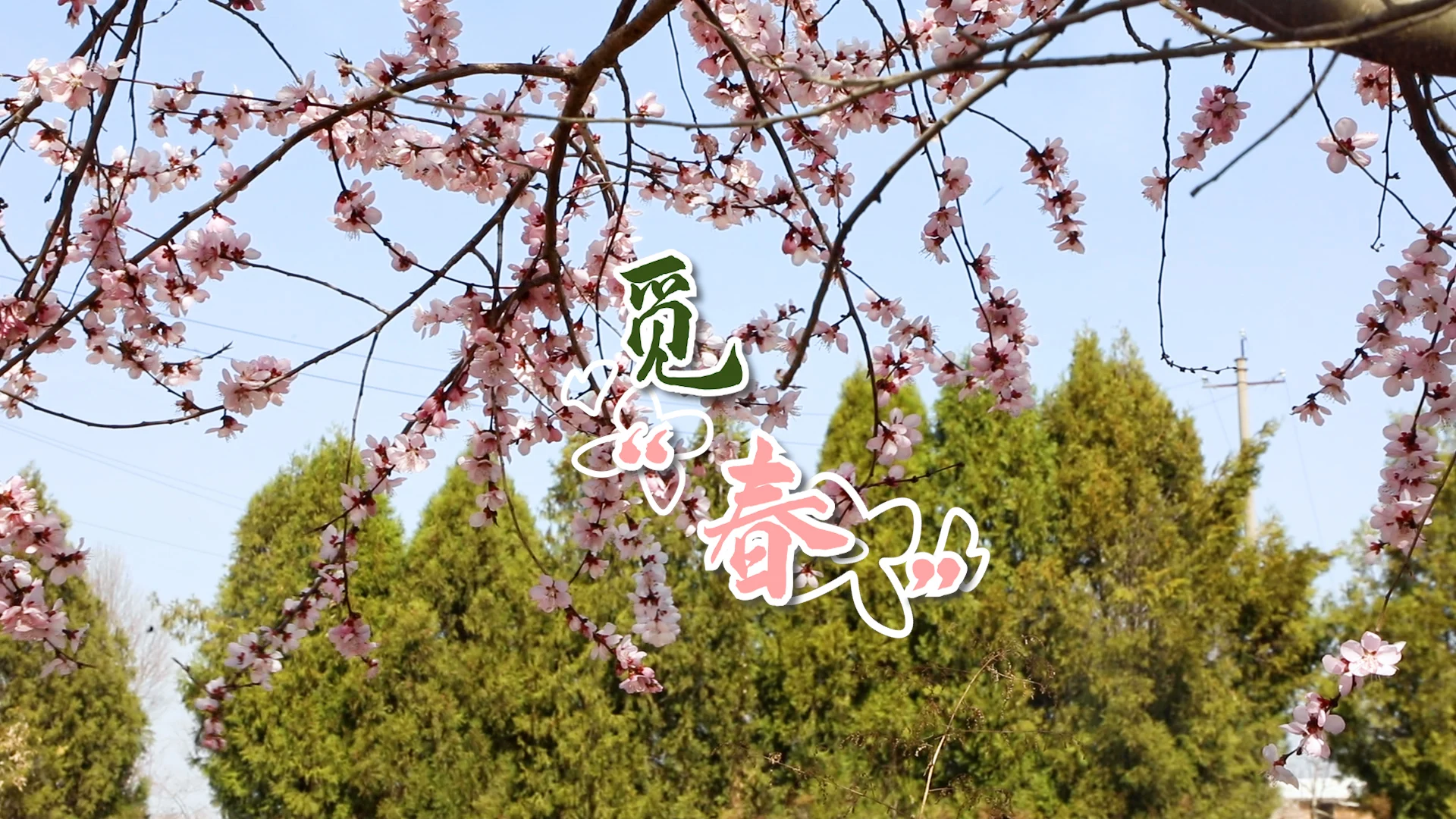 【庆阳视频】觅春