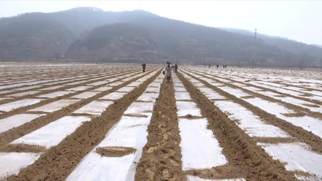合水县推广大豆玉米带状复合种植 实现“一地双收”