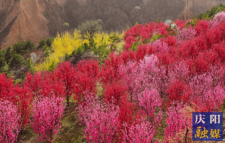 【视觉庆阳】四月春风，十里桃花，董志塬上这个“桃花源”美极了！