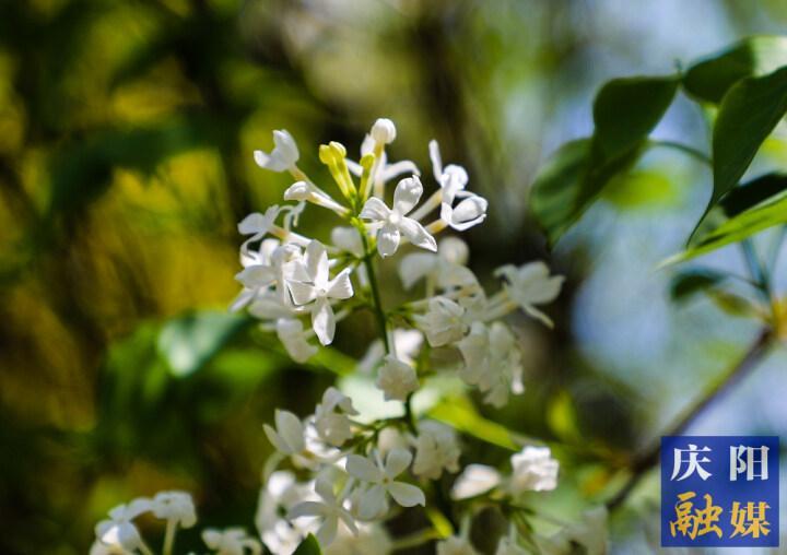 【视觉庆阳】丁香花开，香气宜人