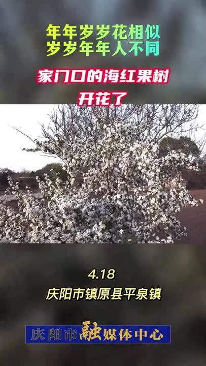 【讲述春天的故事】镇原老家门口的海红果树开花了~