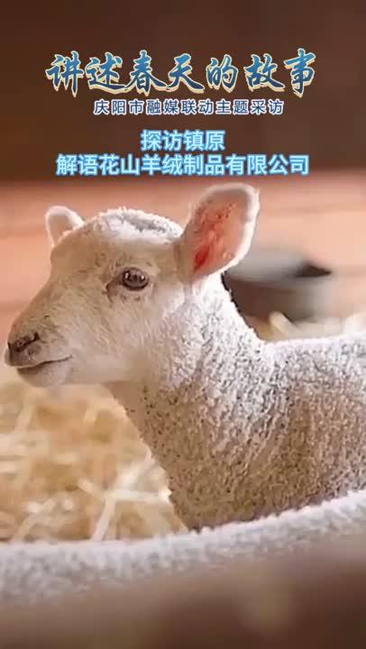 【讲述春天的故事･微视频】探访羊绒线加工现场~