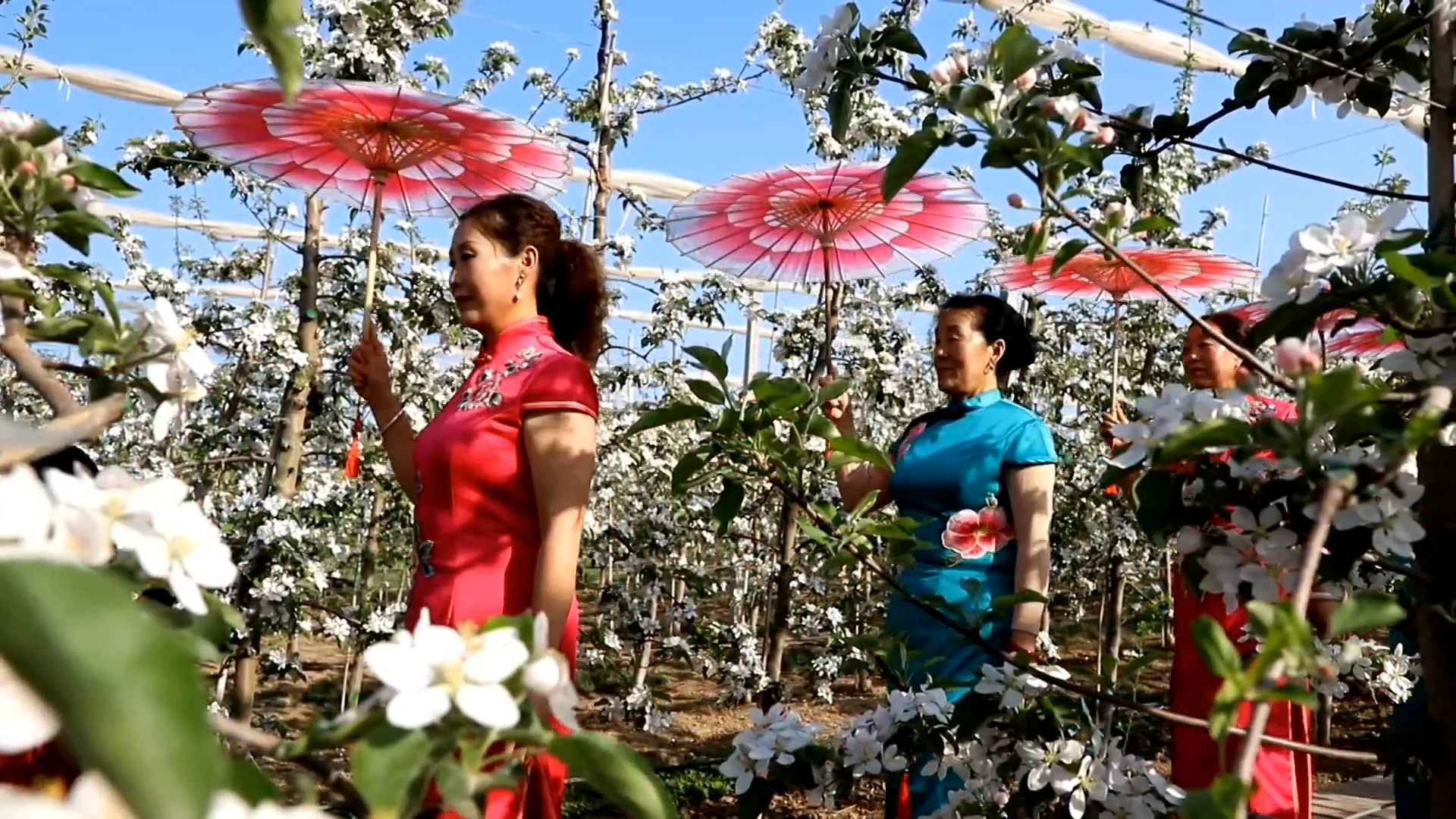 【庆阳视频】苹果花海秀旗袍