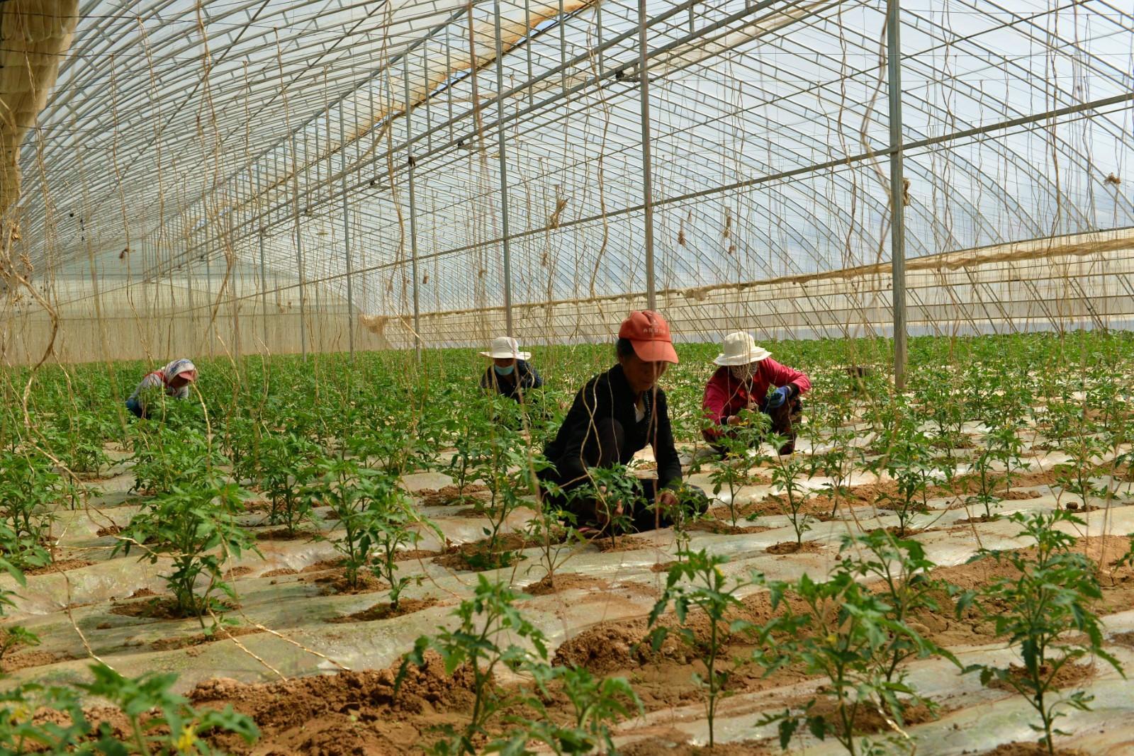 宁县：高品质瓜菜 打通助农增收的“最后一公里”