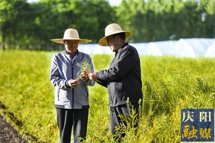 【图说庆阳】合水县西华池镇：2550亩油菜即将开镰收割