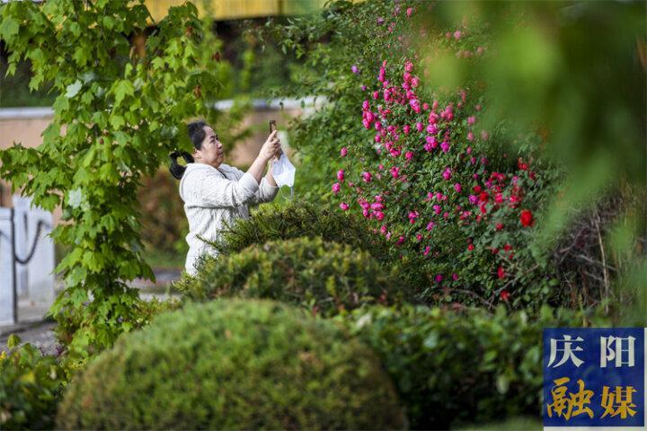 【图说庆阳】庆阳：湖畔蔷薇花开，满眼都是浪漫