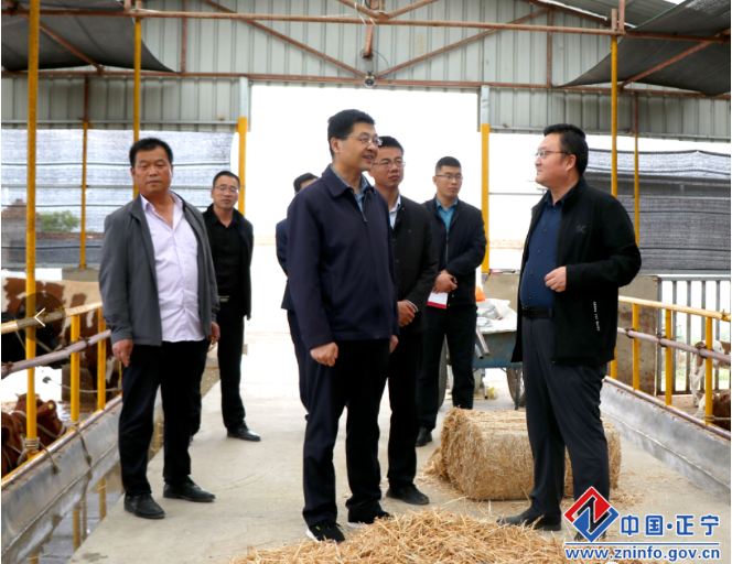 王光龙调研全县肉牛苹果产业及农业新型经营主体培育工作