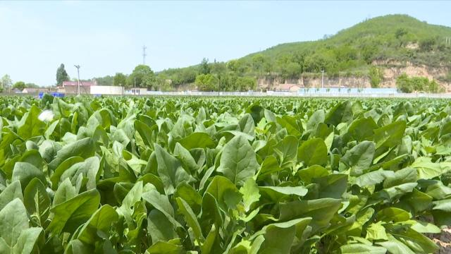 合水县大力发展蔬菜产业 助农增收促发展