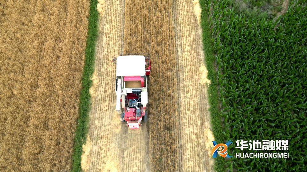 华池：3.4万亩冬小麦收割全面铺开
