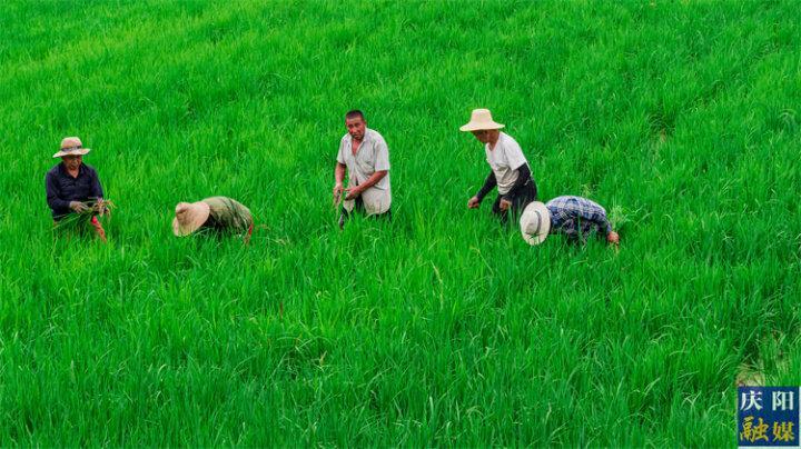 【图说庆阳】合水县太白镇：1200亩水稻长势喜人  农民增收有望