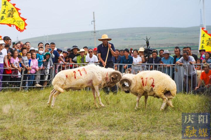 【摄影报道】羊王争霸、百羊赛跑……这场“羊羊”运动会很有趣