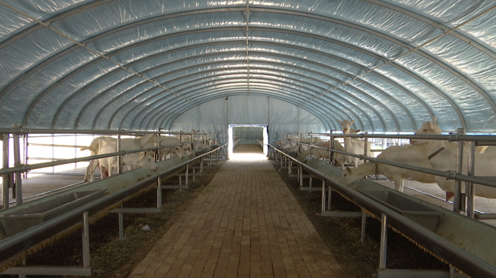 合水县多措并举促进奶羊产业高质量发展