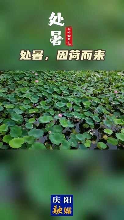 【二十四节气·处暑】处暑，因荷而来