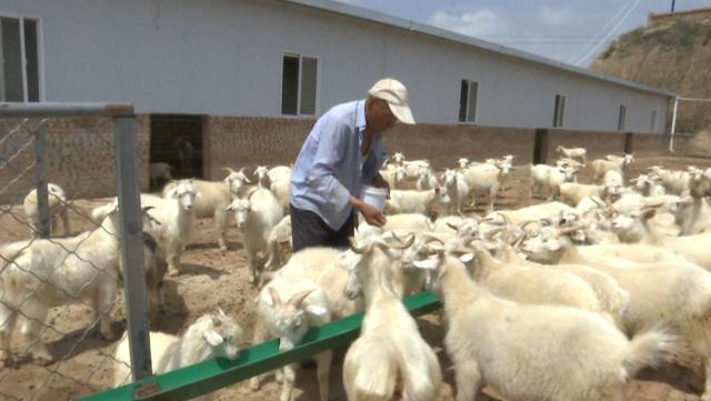 羊产业成为合水县群众增收致富的“加速器”