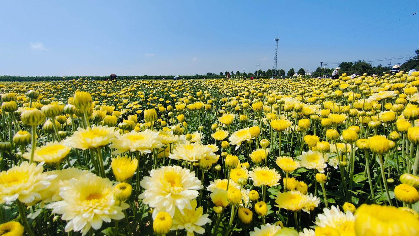 宁县：菊花绽放采摘忙 特色产业助增收