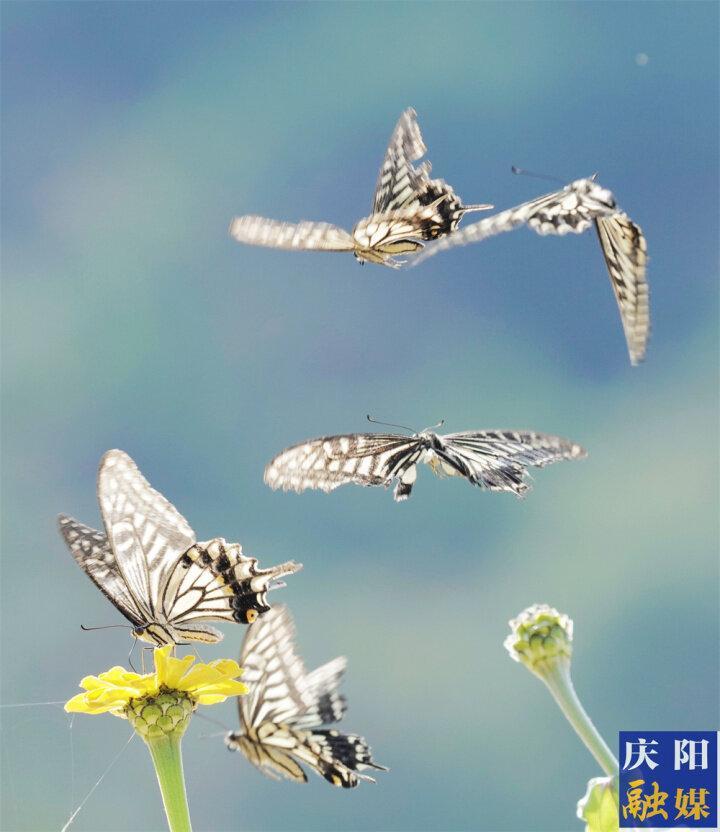 【美图庆阳】秋思·蝶恋花