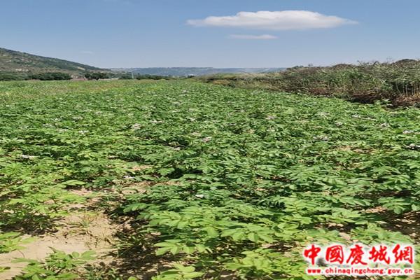 庆城县：“三统一“助力复种马铃薯丰收在望
