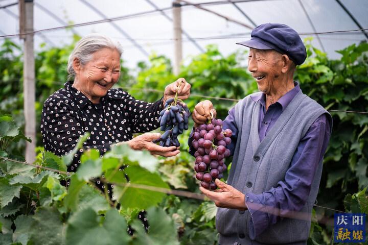 【摄影报道】庆城县玄马镇贾桥村张永忠：带动农户种植葡萄增收致富