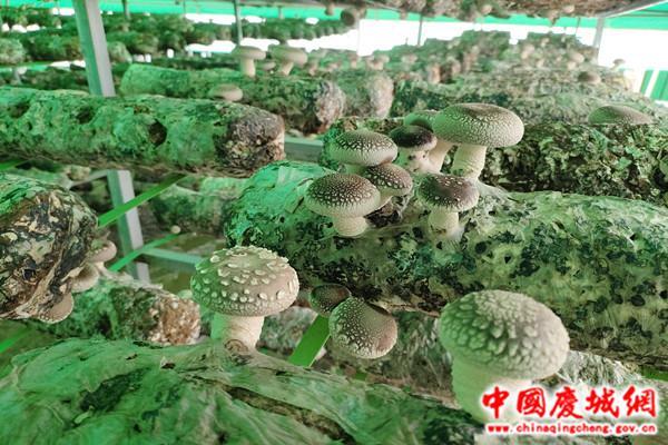 庆城县：“香菇”棚里种出“好钱景”