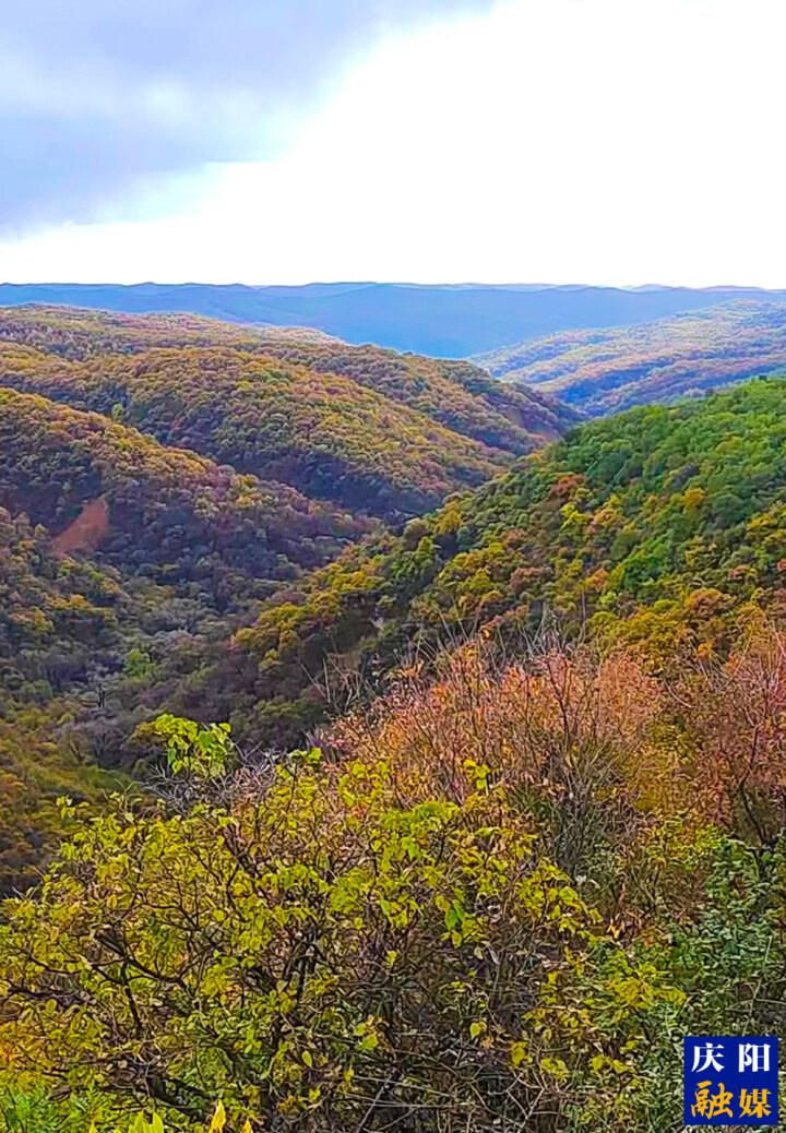 【大美庆阳】宁县罗山府林场秋景