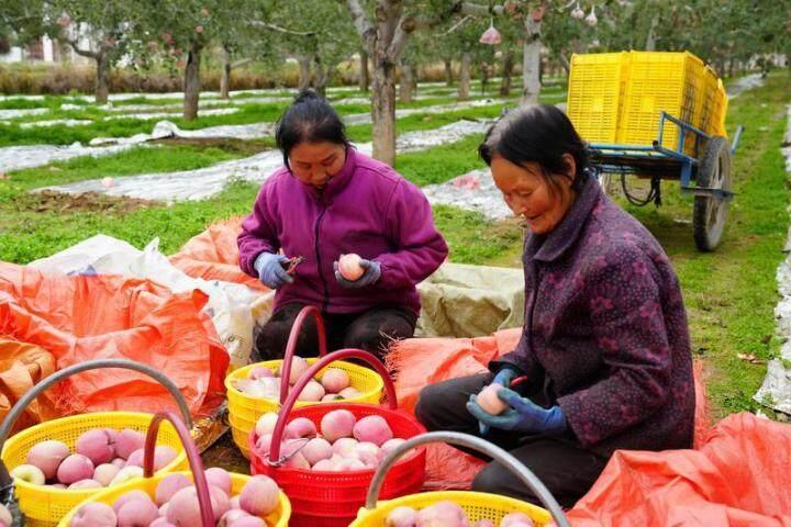 合水县：金秋果丰收 映红致富路