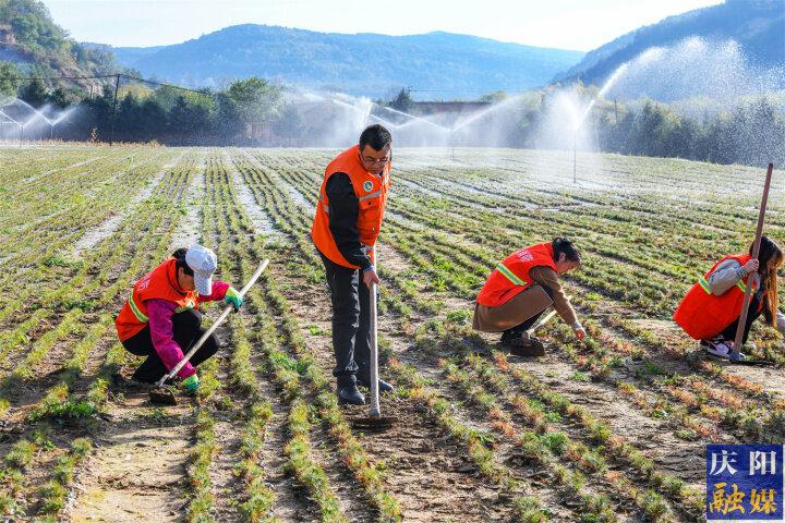 【图说庆阳】合水县大山门林场：多举措抓好秋冬季苗木管护工作