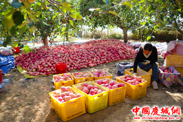 玄马镇：苹果丰收采摘忙 孕育致富新希望