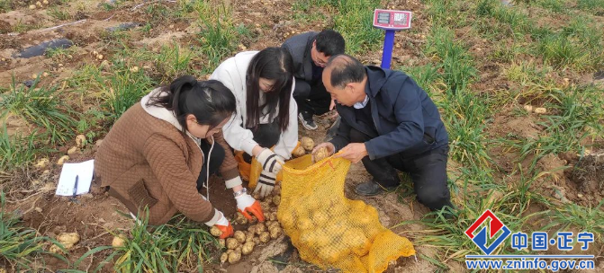 正宁县千亩马铃薯喜获丰收