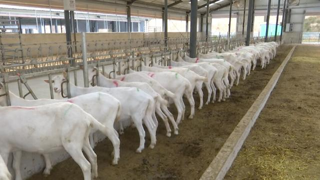 合水县实施奶羊人工授精 助推奶羊产业高质量发展