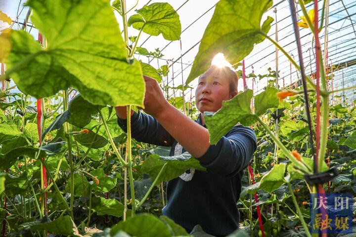 【乡村行 看振兴】西峰区：蔬菜大棚管护忙