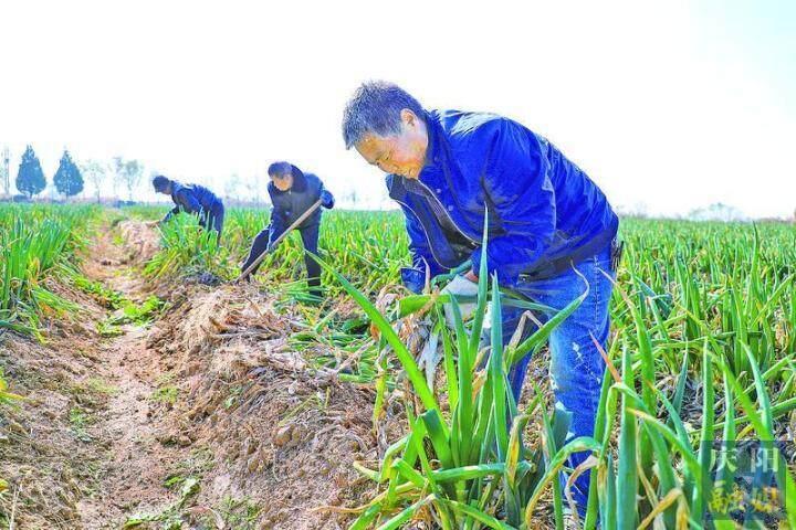 【乡村行 看振兴】显胜乡冉李村 党建引领乡村全面振兴