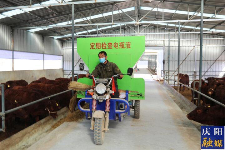 【图说庆阳】宁县肉牛产业为乡村振兴添“牛”劲