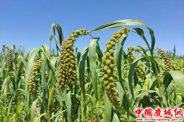 庆城县：持续强化措施保障粮食安全