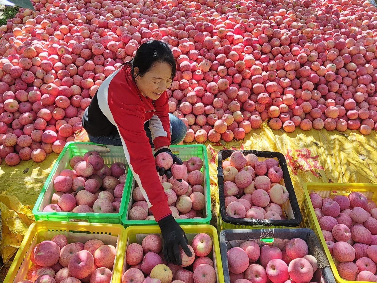 宁县：苹果产值26.5亿元