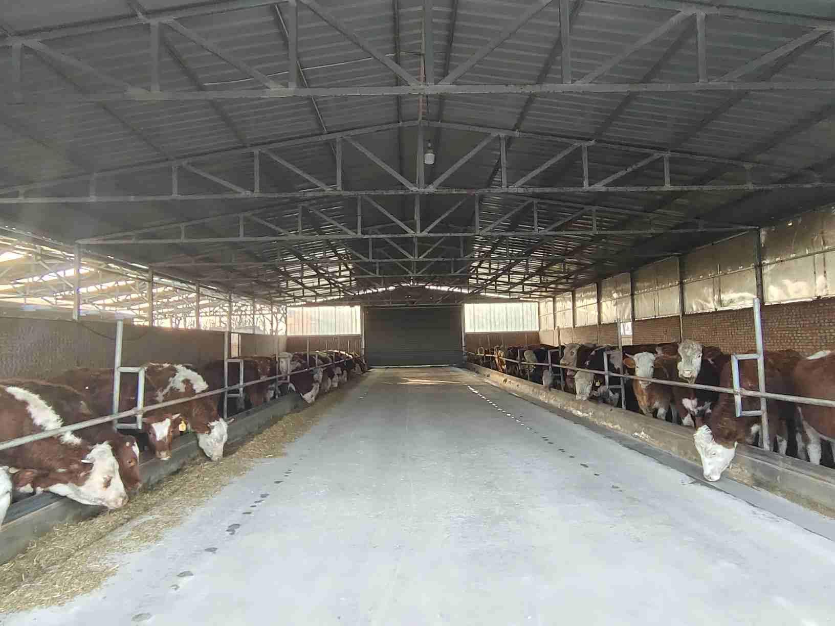 宁县：发展肉牛产业 乡村振兴有“犇”头