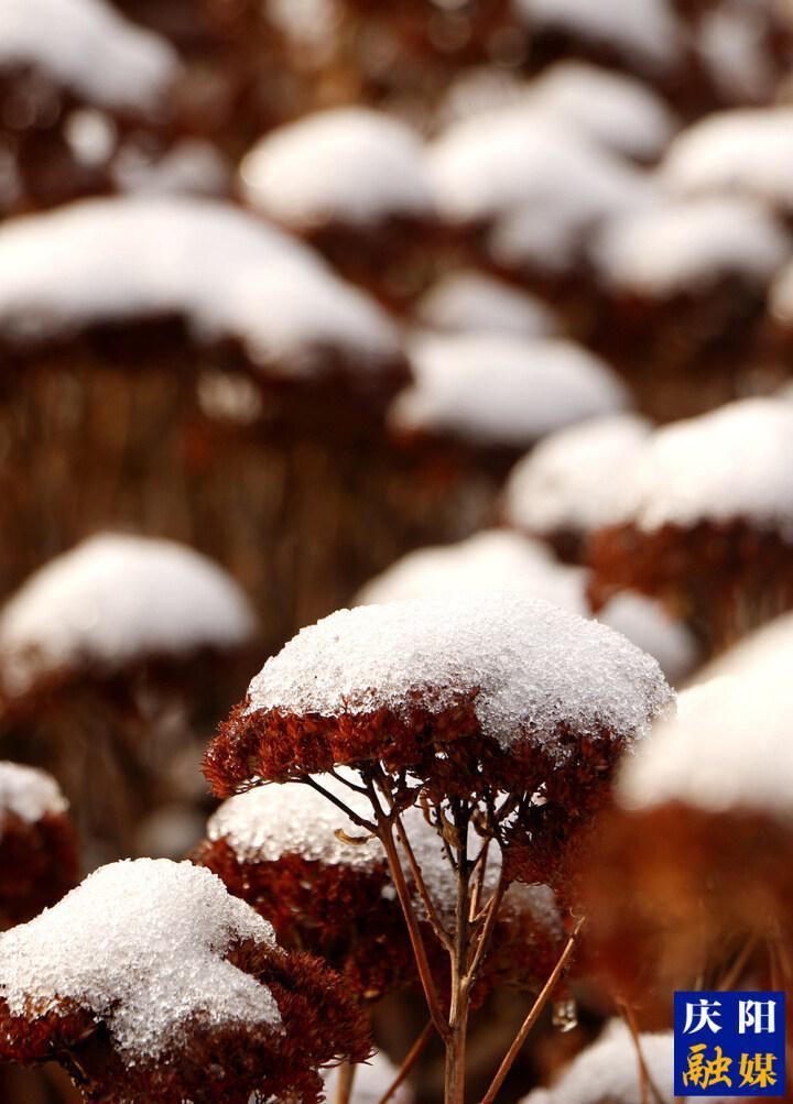 【大美庆阳】冬日雪霁