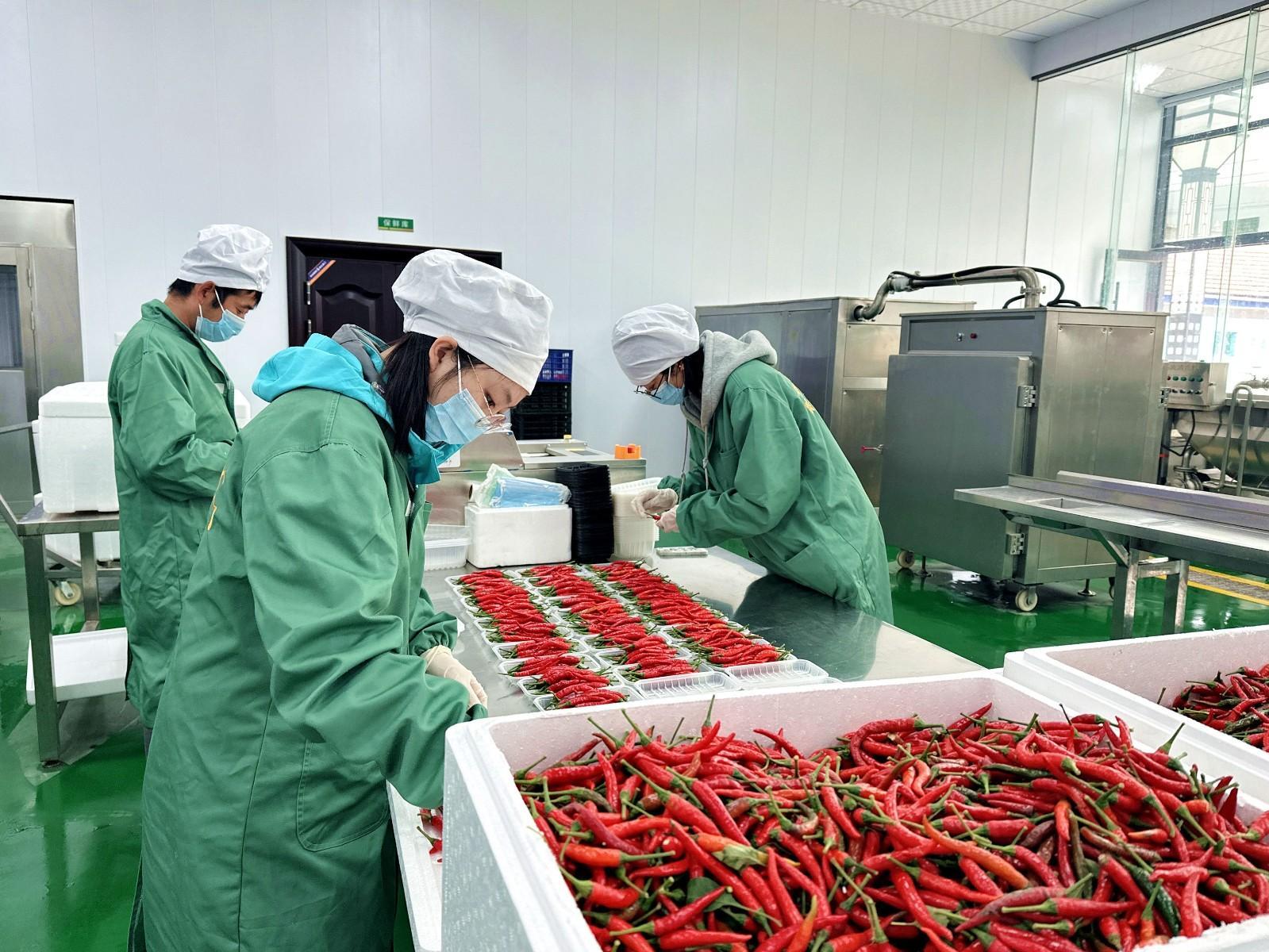 宁县：瓜菜产业“链”出新动能
