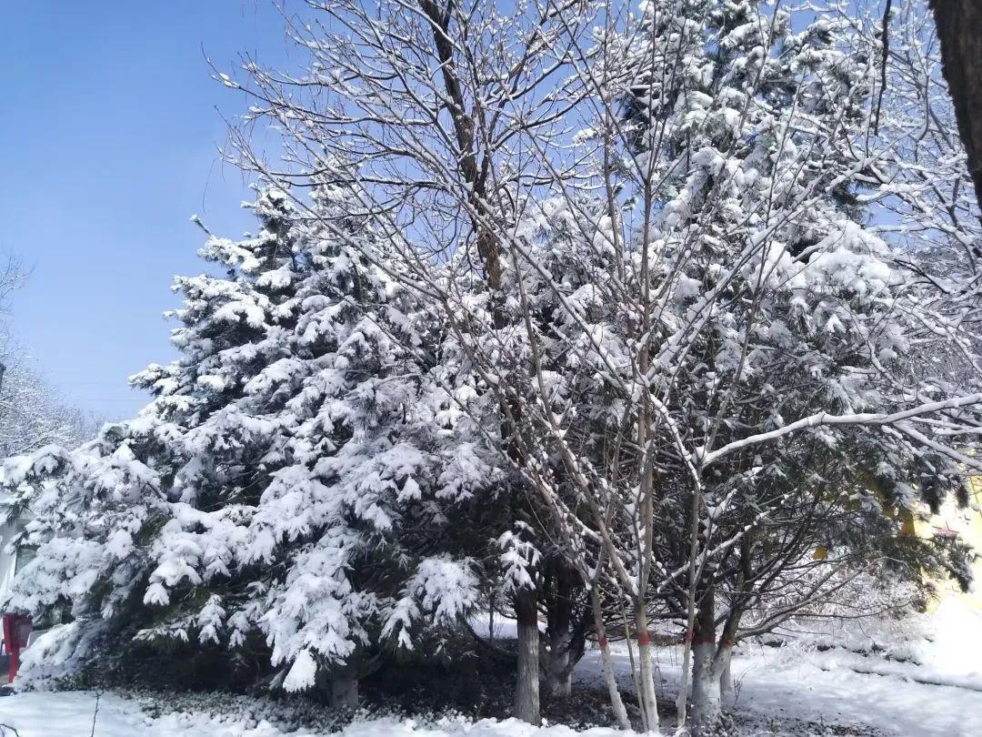 新春诗会丨拥抱一场大雪（组诗）