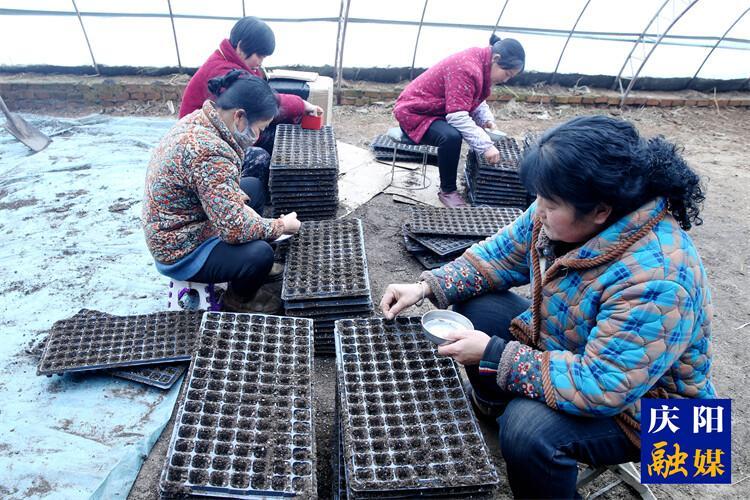 【新春走基层】合水县九顷湾村：早春大棚育苗忙  孕育深山新希望