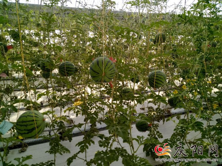 “耕”上田园景观，“种”出乡村旅游。