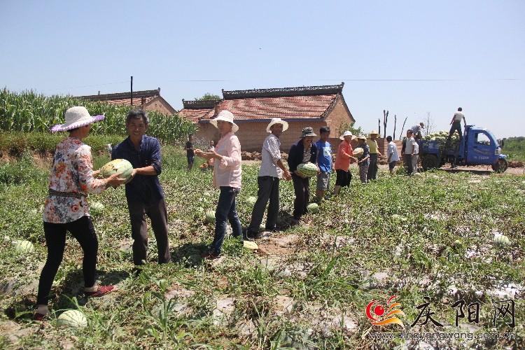 本地西瓜上市 瓜农收益几何 ——今夏庆阳市西瓜销售市场调查