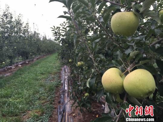 甘肃宁县焦村镇街上村建成高科技苹果产业试验园。　刘薛梅 摄