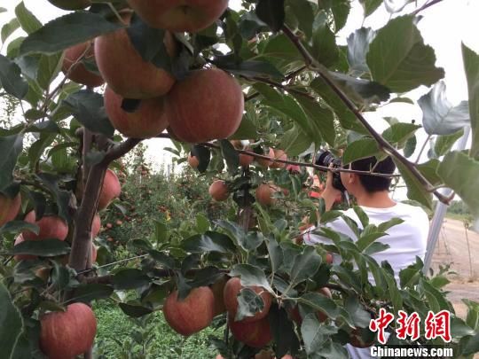 “海升苹果”栽树当年成花、两年结果、三年丰产。　刘薛梅 摄
