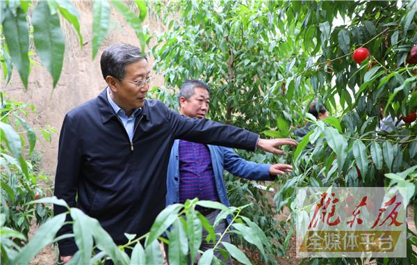 朱涛调研西峰区瓜菜产业开发工作