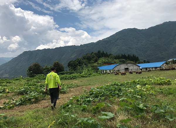 高山上办特色养猪场 双创助力云南老窝精准扶贫