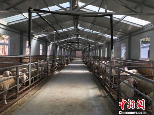 图为杨湾村羊舍中的湖羊，入股的贫困户每个月都要抽出15个工作日来照顾羊群。　闫姣 摄