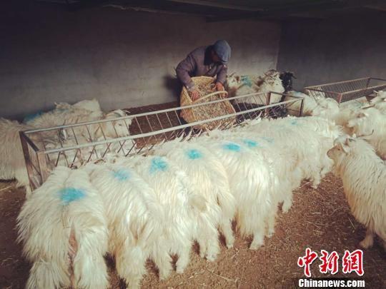 甘肃环县罗山乡龙柏山村村民徐朝锋喂养山羊，年收入近8万元。 (资料图) 钟欣 摄